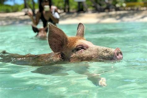 eleuthera pigs|Swim with Pigs & Turtles in Nassau Bahamas